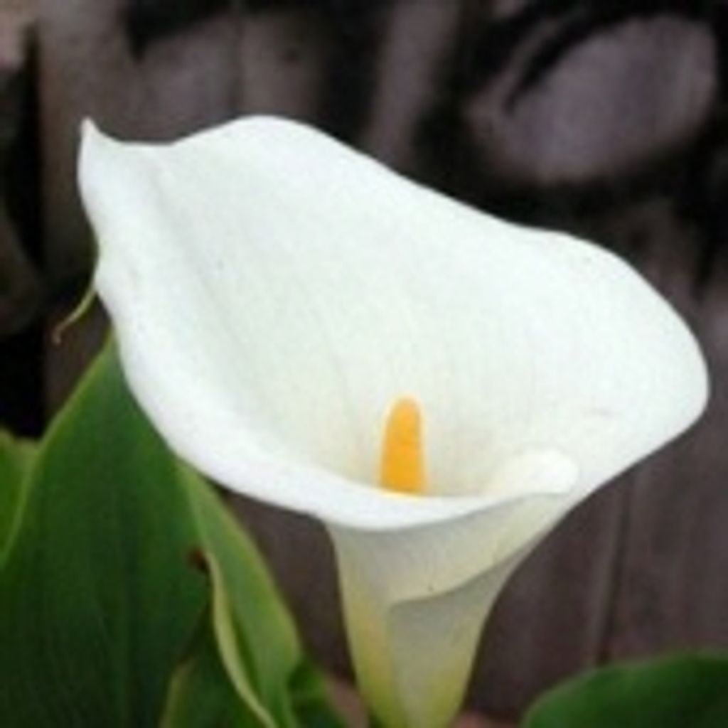 Deanna D. Siebenaler