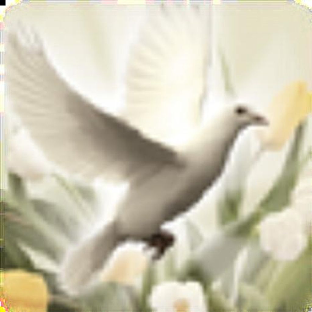 Rose Amelia Higgins Profile Photo