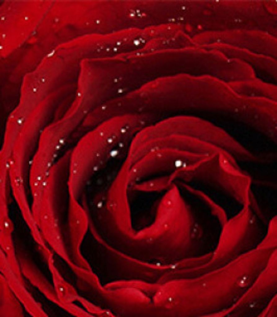 Alqueen Myers Profile Photo