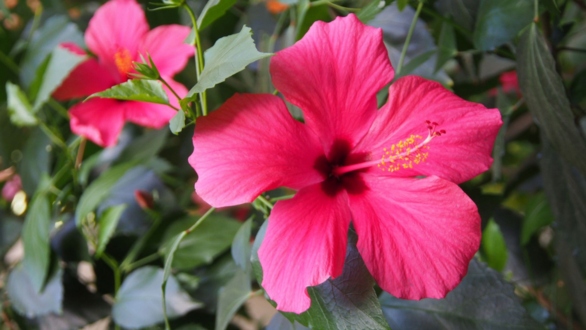 Cover photo for Carol Streadbeck Mugleston's Obituary