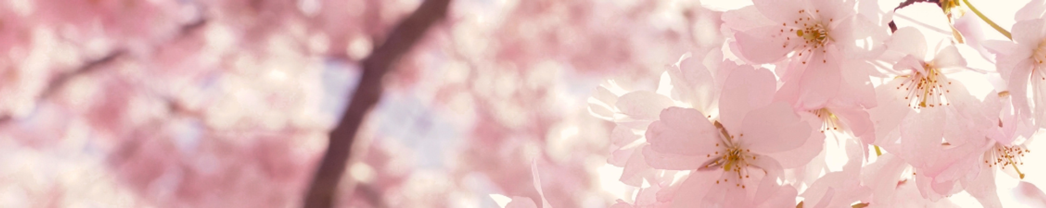 Cover photo for Joanne Frances Palumbo's Obituary