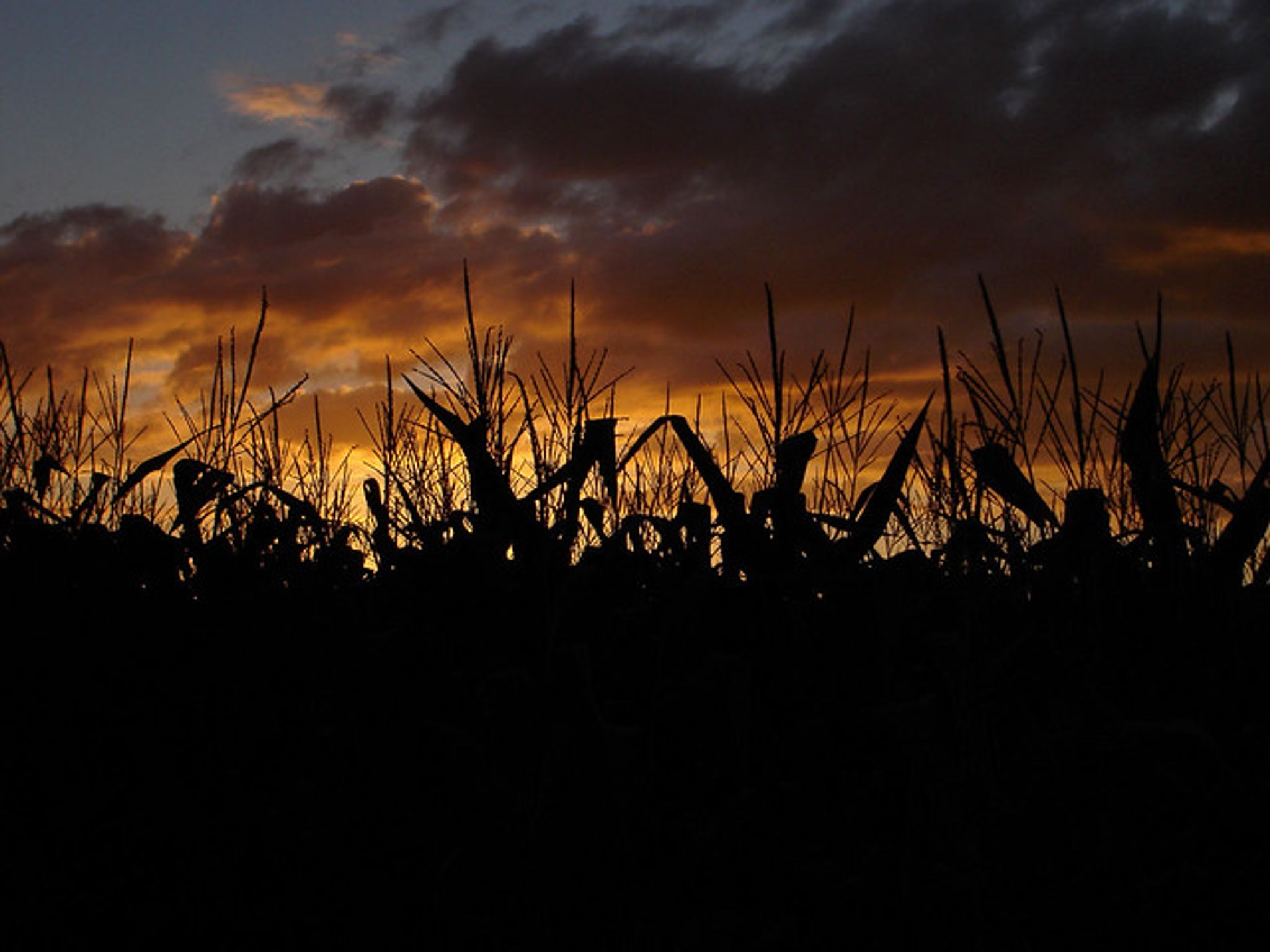 Cover for Robert "Bob" Wayne Koepp's Obituary