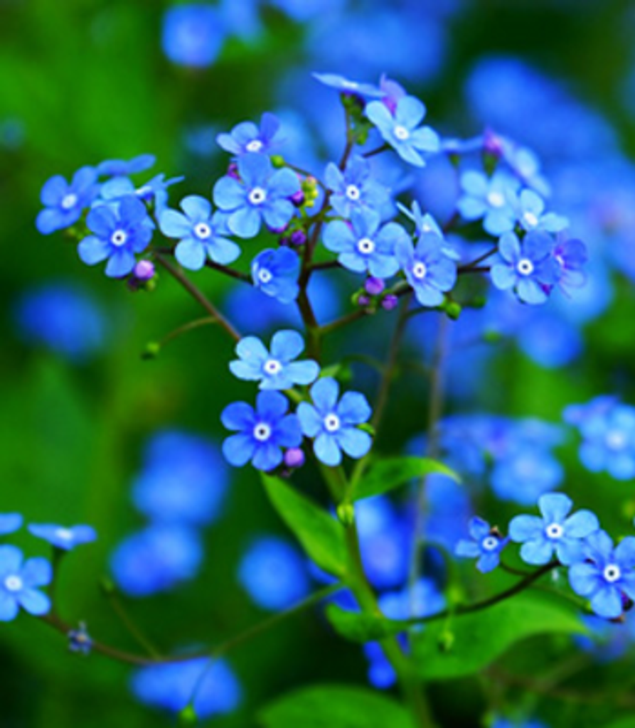 Edith Kwock Jean Yee