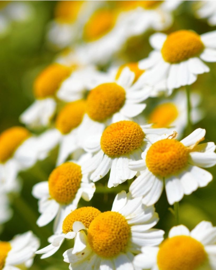 Marlene Fessler Profile Photo