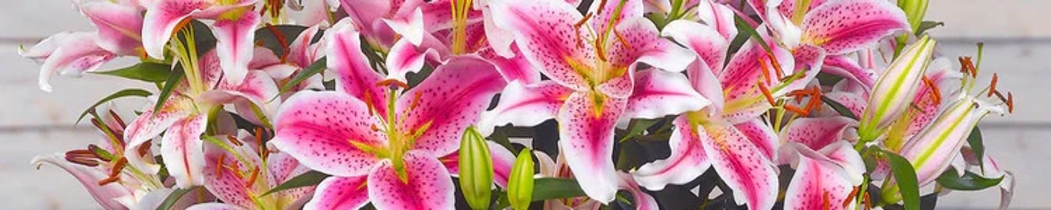 Cover for Carole Marie Willenborg's Obituary