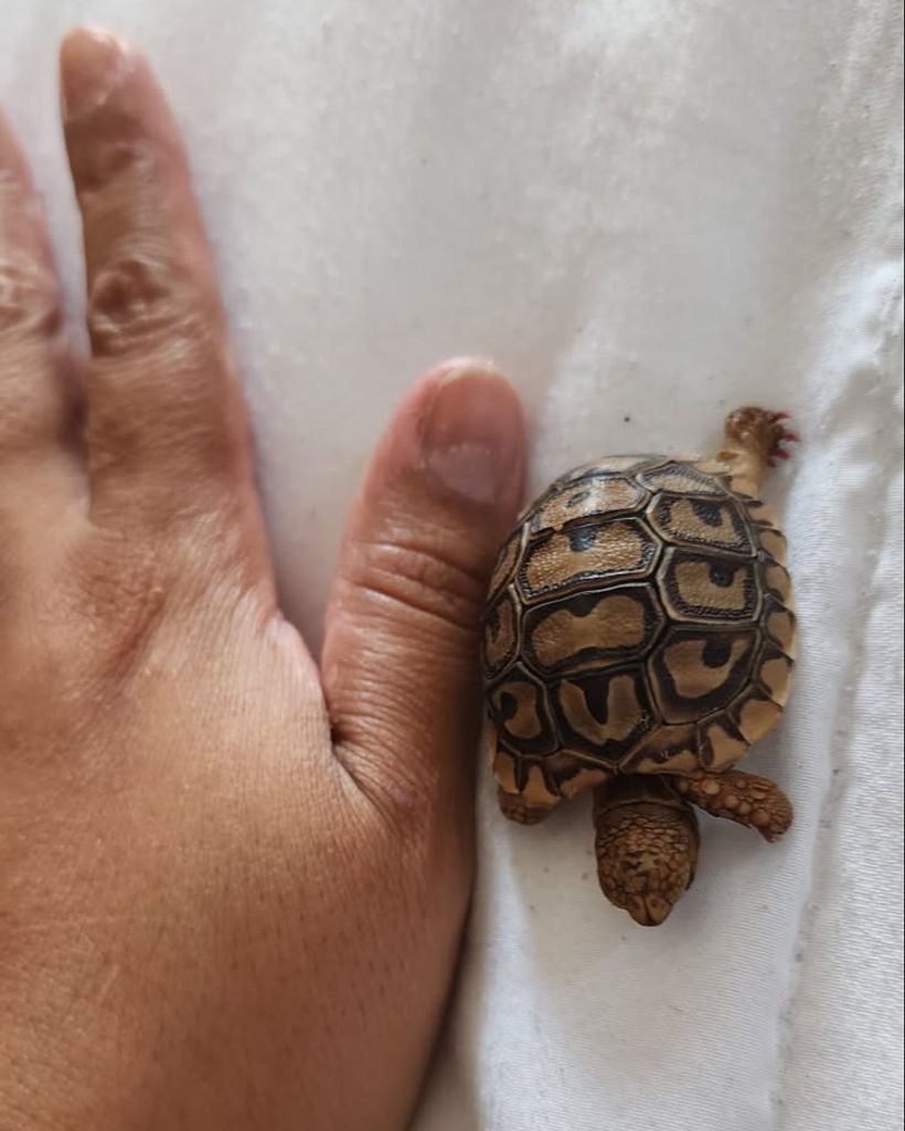Thumbelina