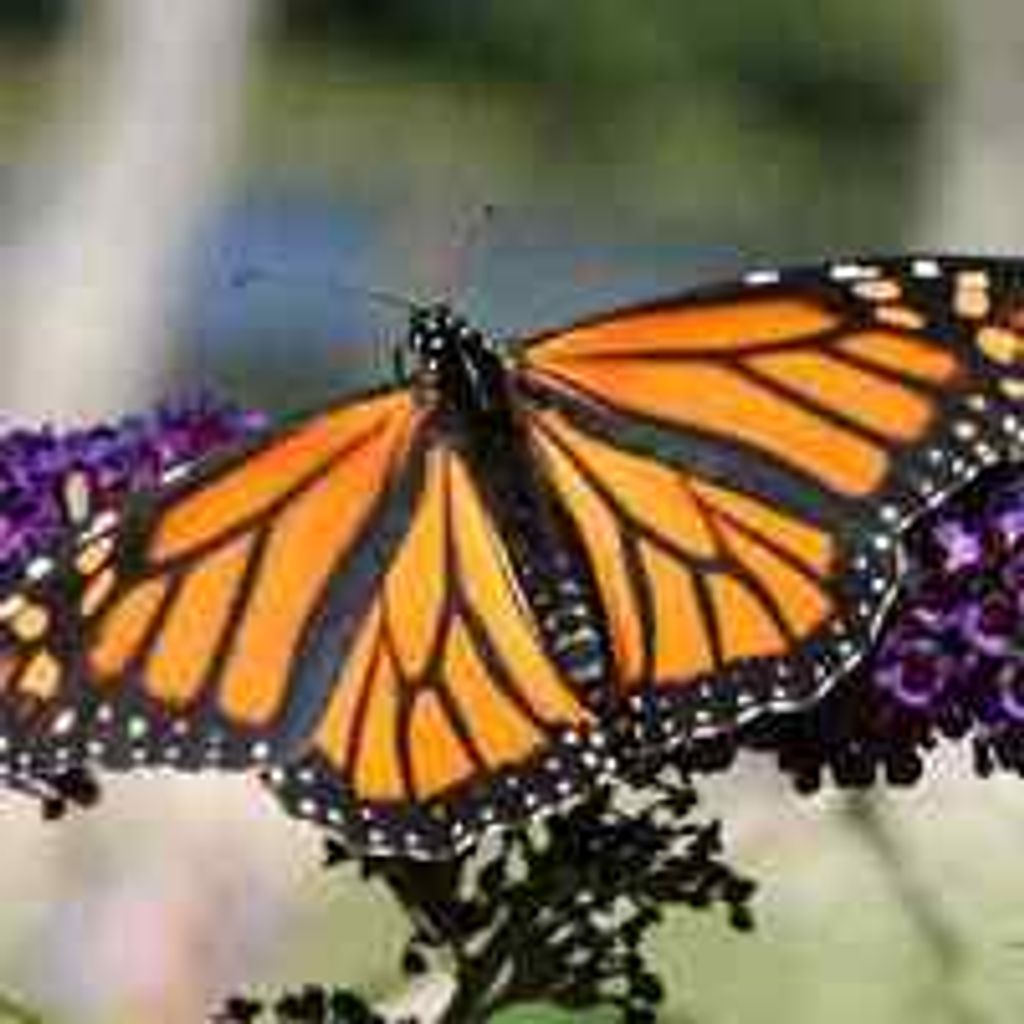 Patricia  Marie Taylor