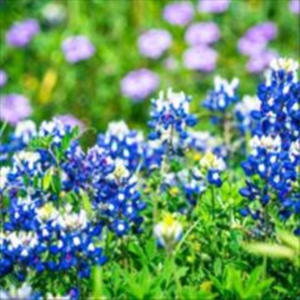 Phyllis Pearl Koon Profile Photo