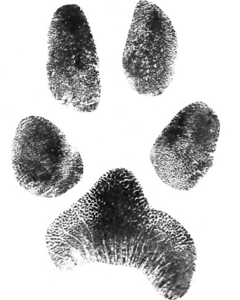 Cinnamon Cogan Profile Photo