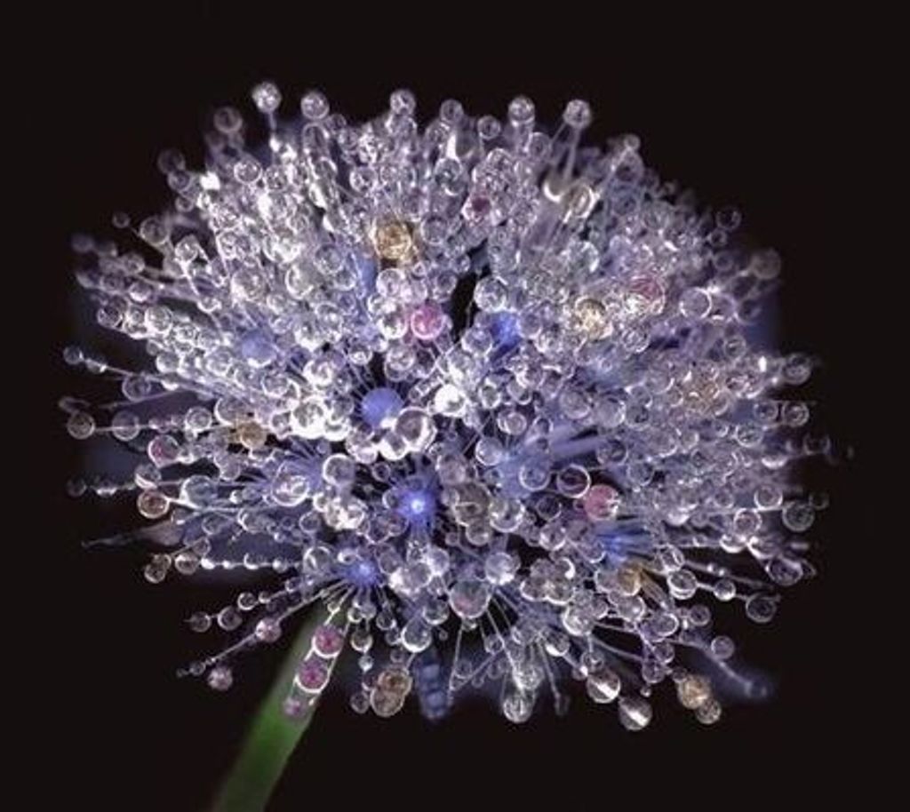 Virginia "Gin" Strickland Jones Profile Photo