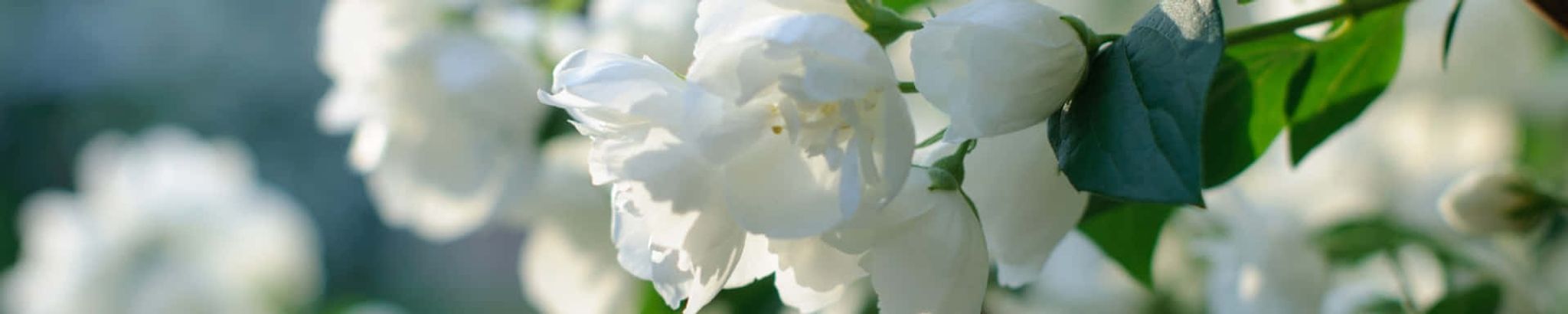 Cover for Carolyn Cotner's Obituary