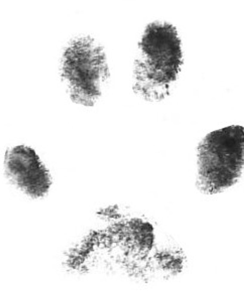 Snowball Channel Profile Photo