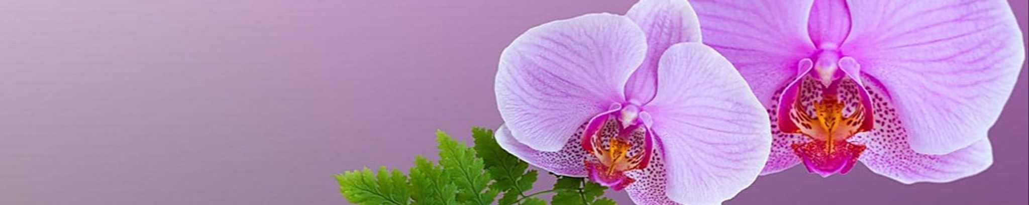Cover photo for Nancy Haldeman Olson's Obituary
