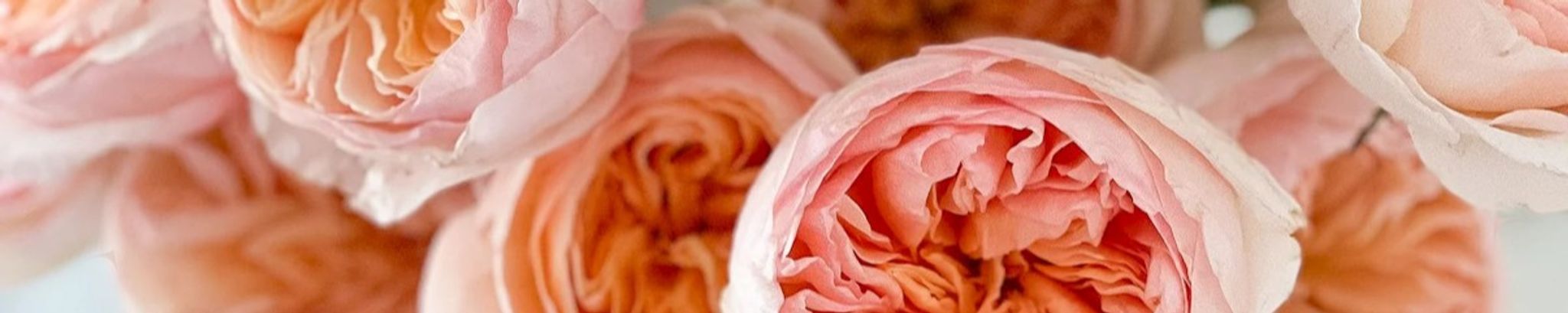 Cover photo for Netanja Thuynsma's Obituary