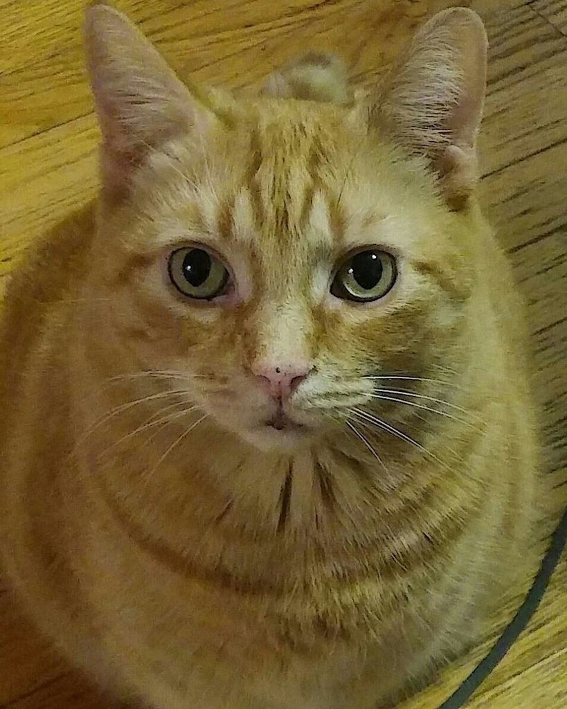 Mr. Kitty Kennell Profile Photo