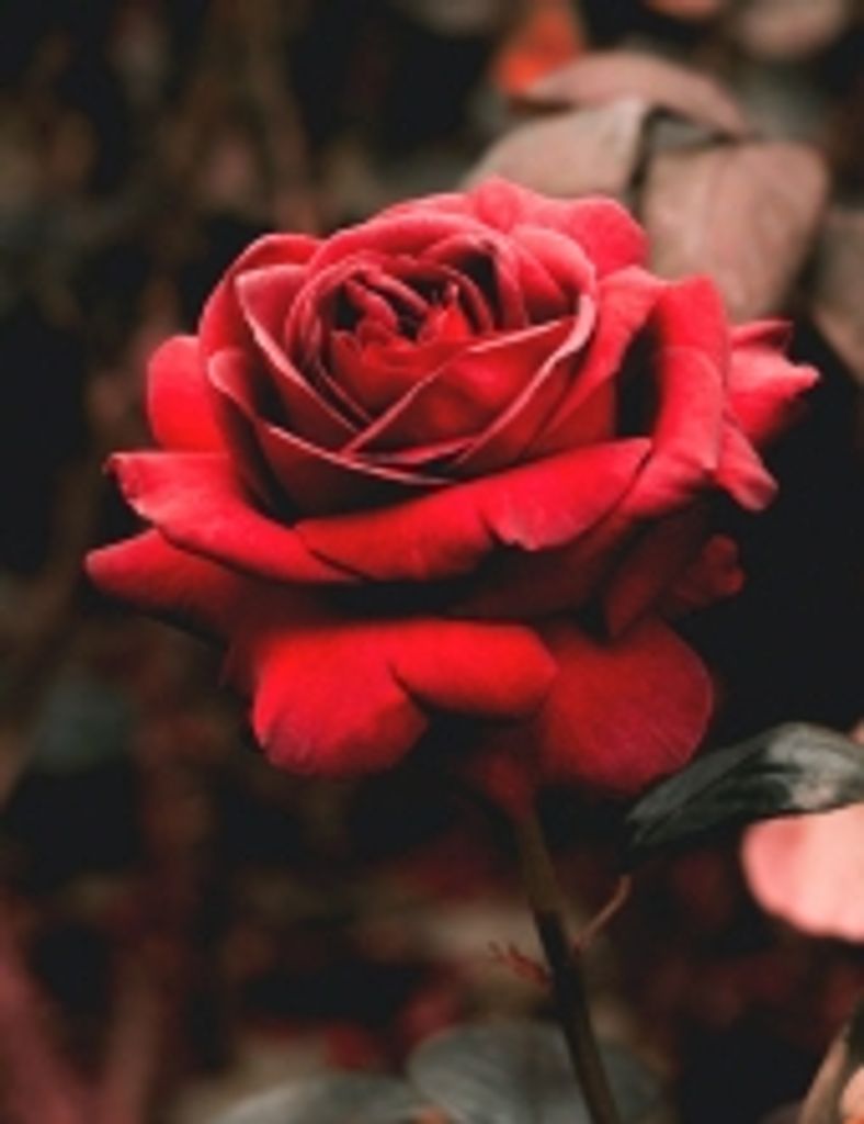 Margaret Olivia Shirley Vollrath