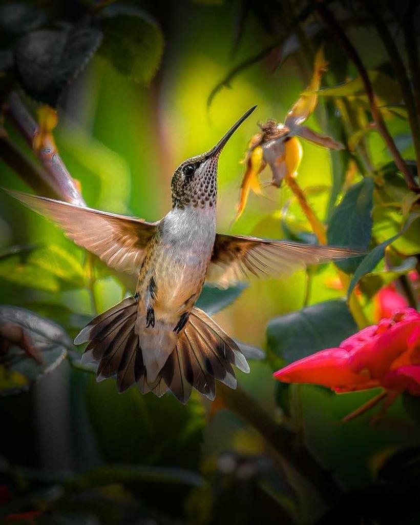 Maurice Edward "Ed" Morgan Jr.