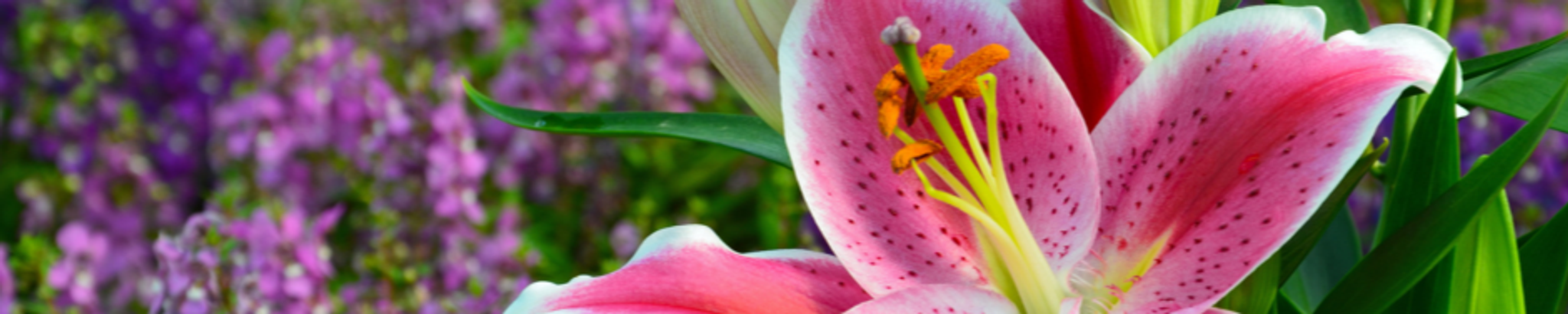 Cover for Barb Halfhill's Obituary