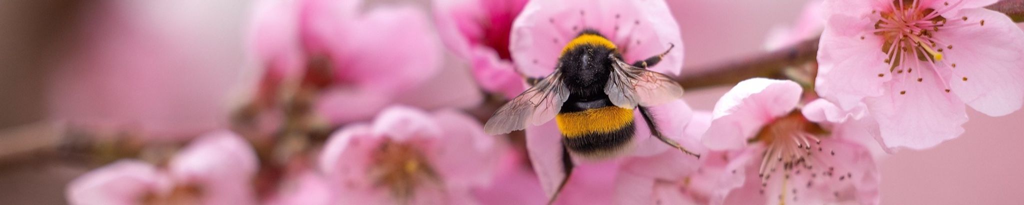 Cover for Terry Anita Hobson's Obituary