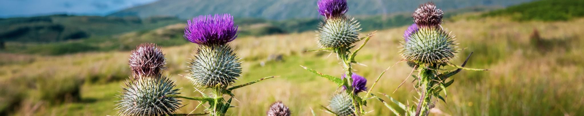 Cover for Janet "Jenny" Ruch's Obituary