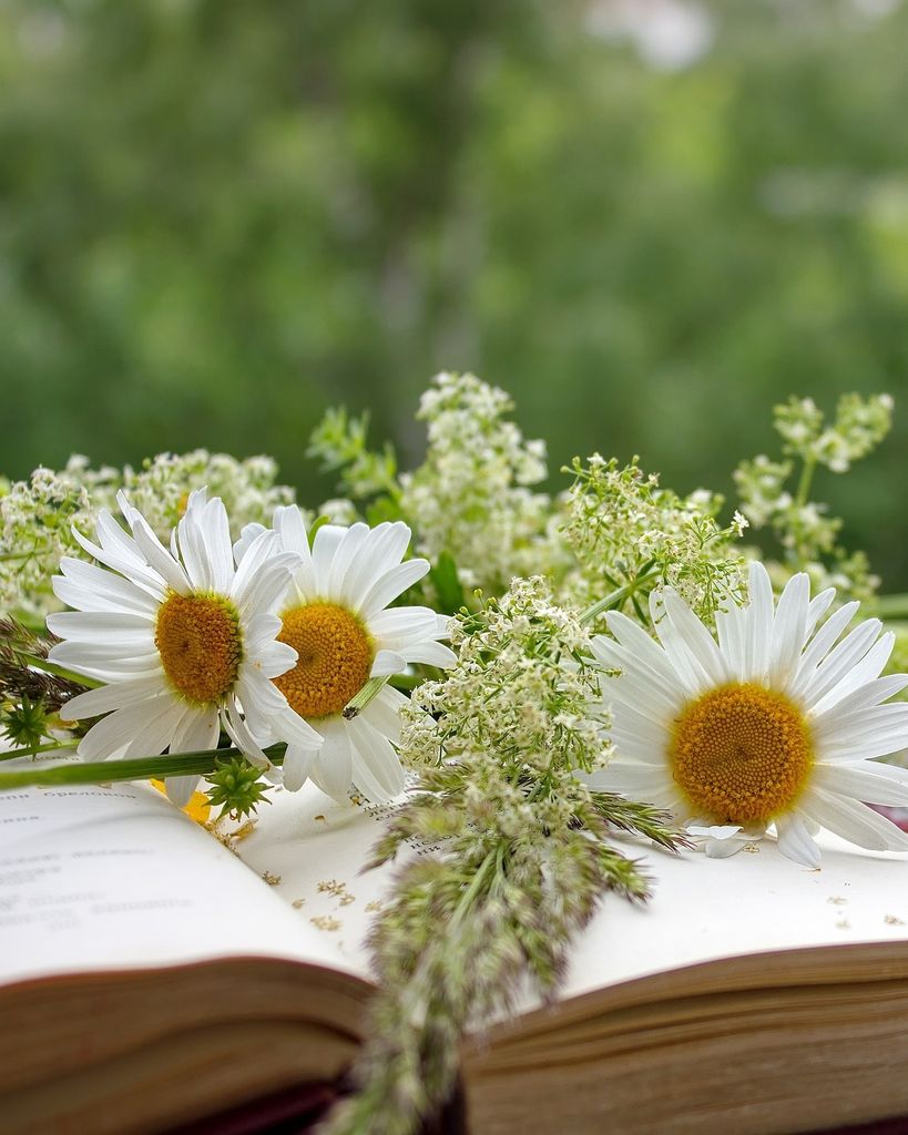 Susan Ann Proctor Profile Photo