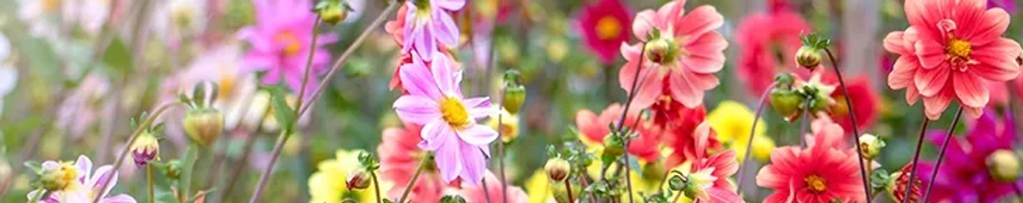 Cover photo for Hilda Campbell Ellington's Obituary