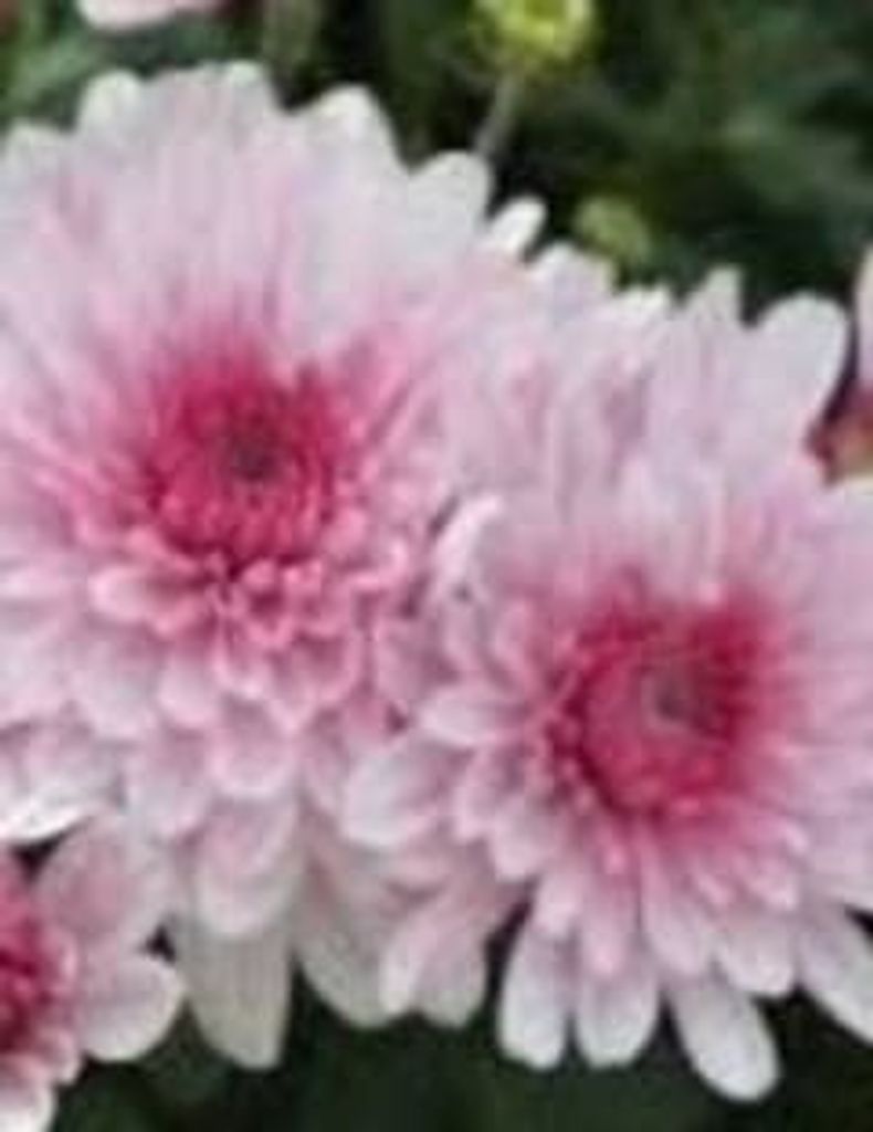Frances Delee Profile Photo