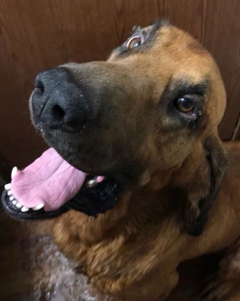 Bo Jingles Estridge Profile Photo
