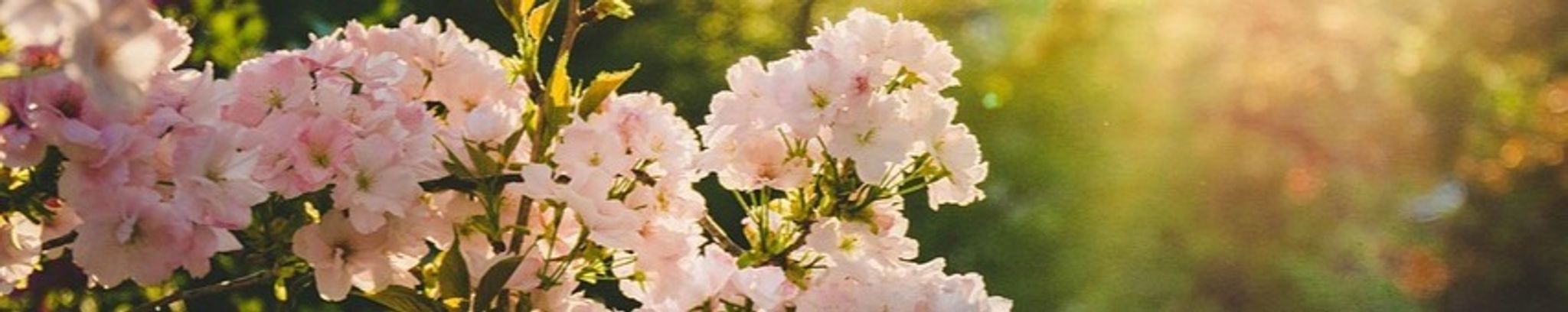 Cover photo for Wendy Savi's Obituary