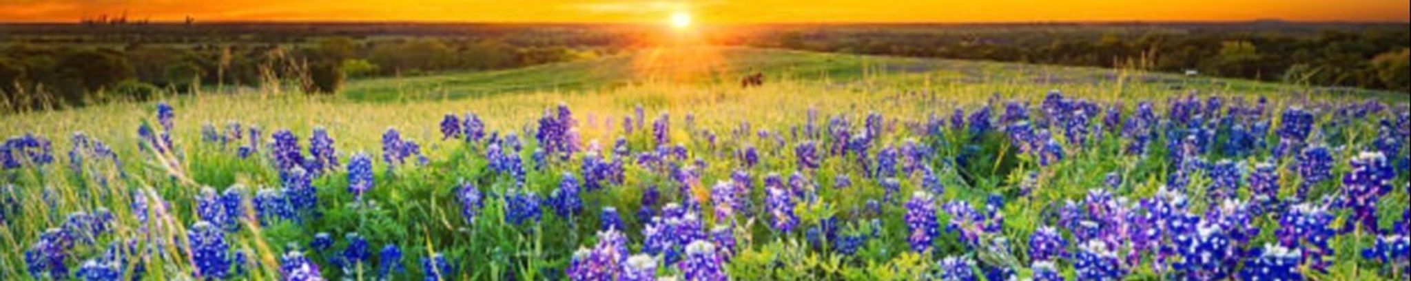 Cover photo for Elizabeth Ann Dahl's Obituary