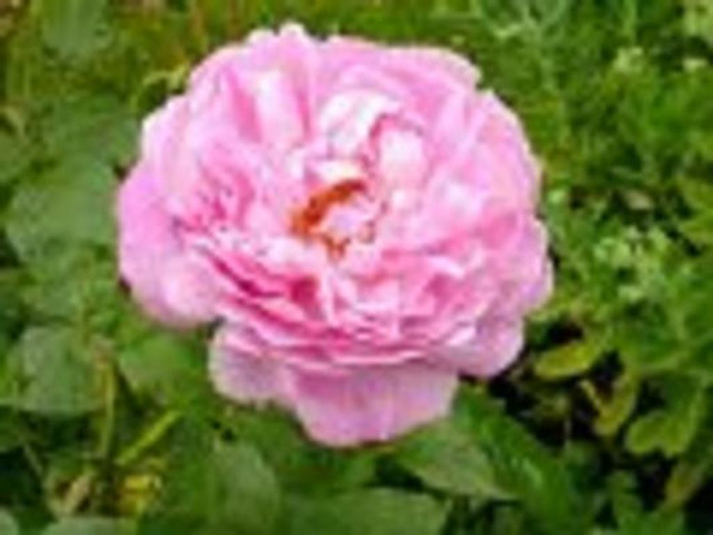 Mary Jo Rollings Profile Photo