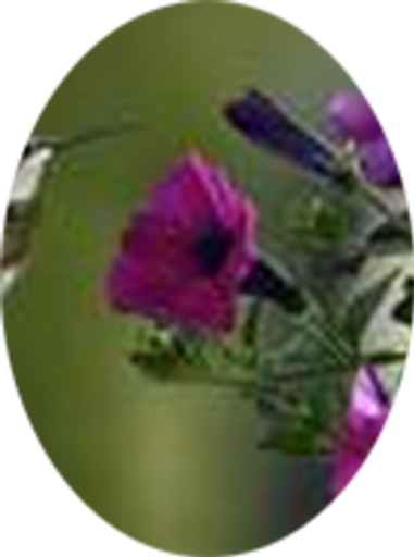 Peggy S. Rash Profile Photo