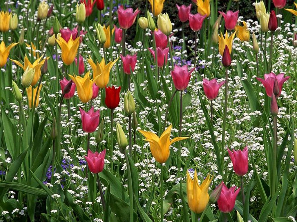 Shelly Lynn (Leichtman)  Leichtman