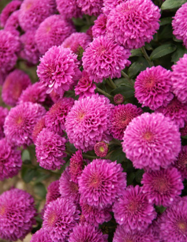 Barbara M. Andrew Profile Photo