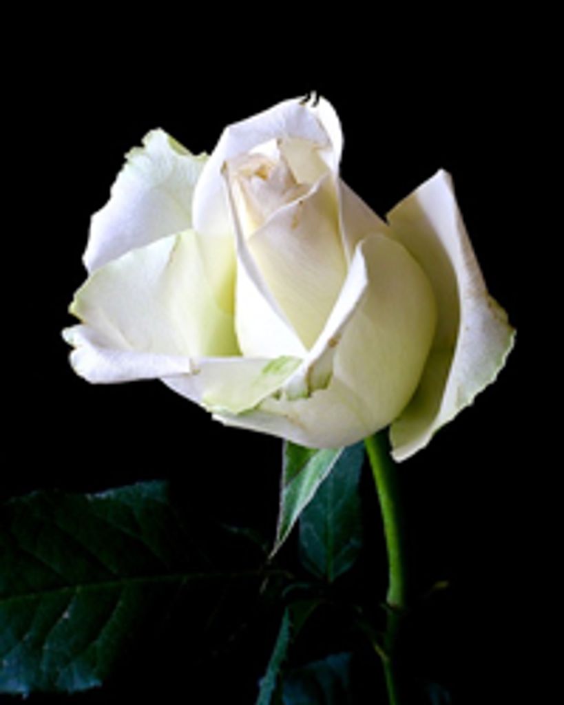 Linda Lee Hawkins