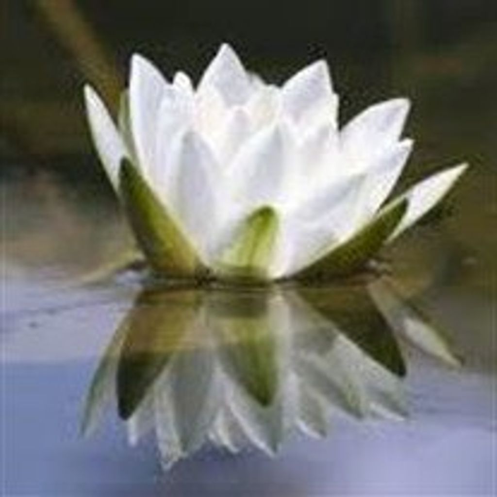 Jeffrey  Matthew Gallun