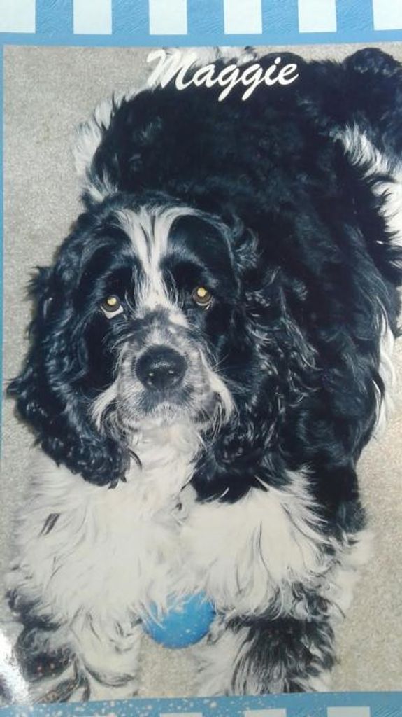 Maggie Grazioso