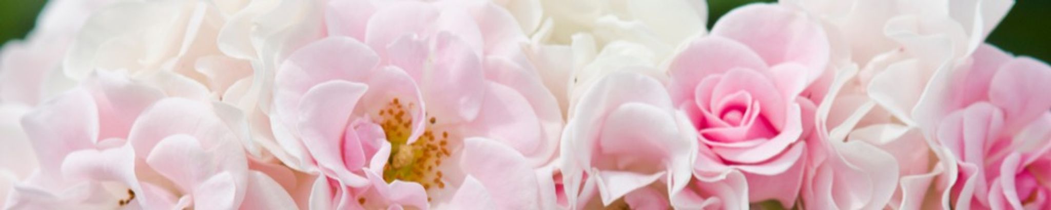 Cover photo for Hortencia Chavez's Obituary