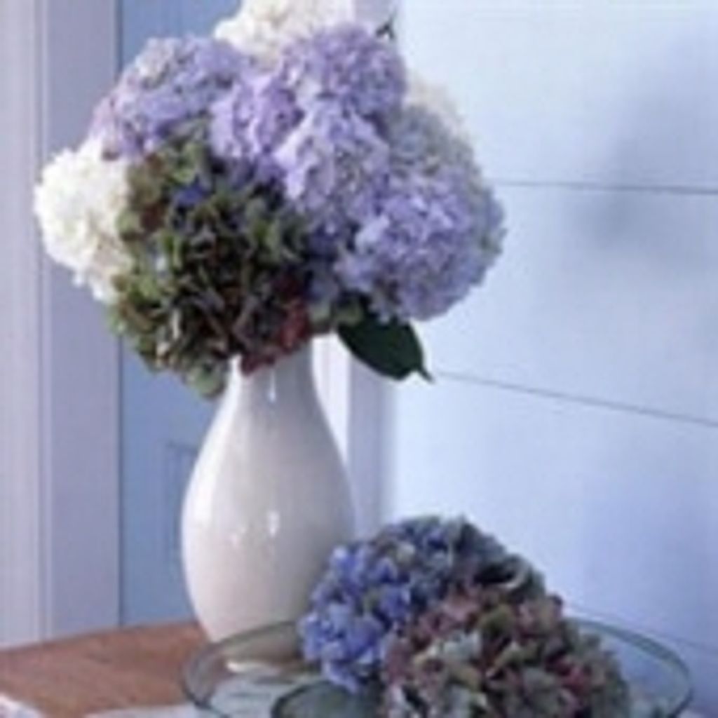 Charlotte Maria Schleifer