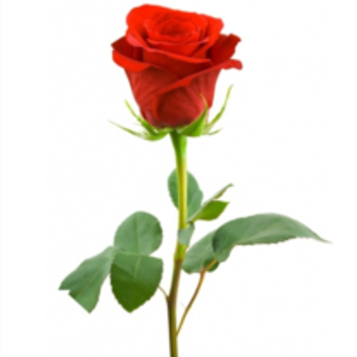 Alba Shunnarah Profile Photo