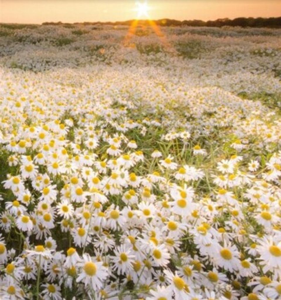 Jo Anna Wilson Profile Photo