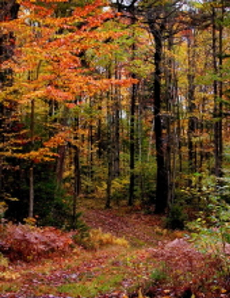 Roland W. Collins Profile Photo