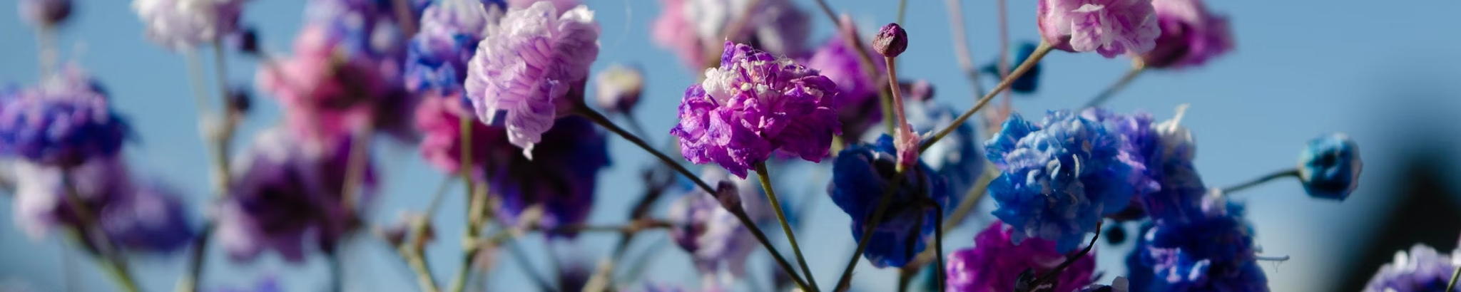Cover photo for Patricia Ann Andersen Hardcastle's Obituary