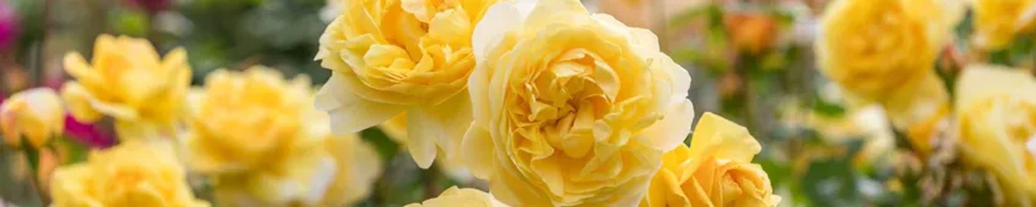 Cover for Deborah A. Martin's Obituary