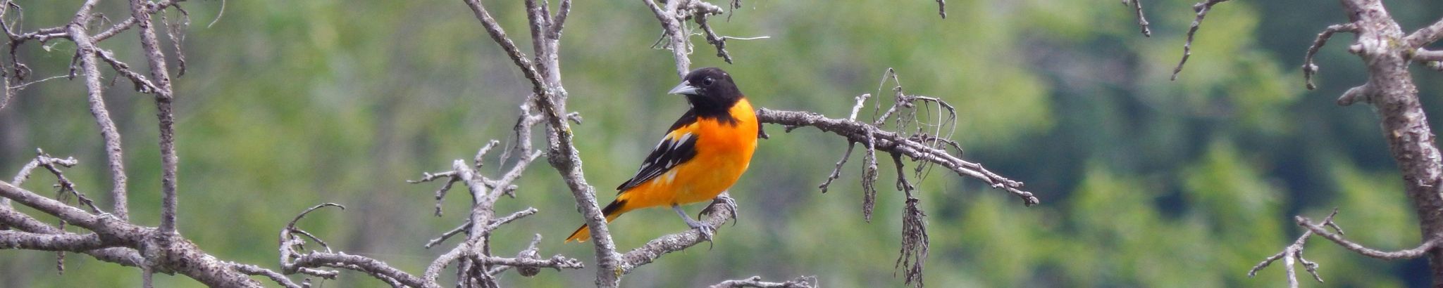 Cover for Iris Ruby Schofield (nee Almond)'s Obituary