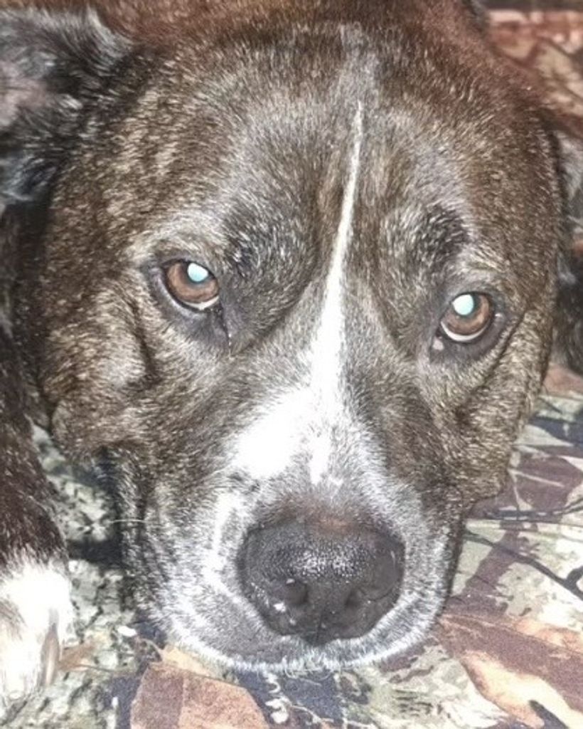Buster Boo Brown