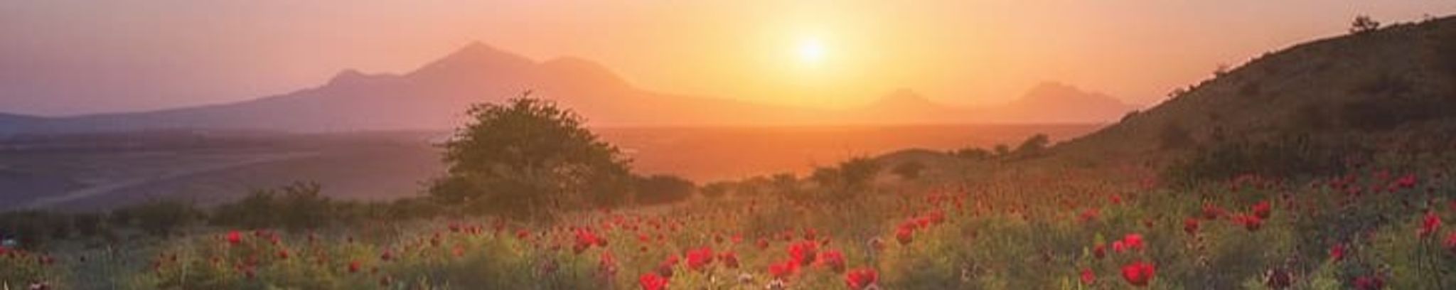 Cover photo for Barbara Diane McGlothin's Obituary