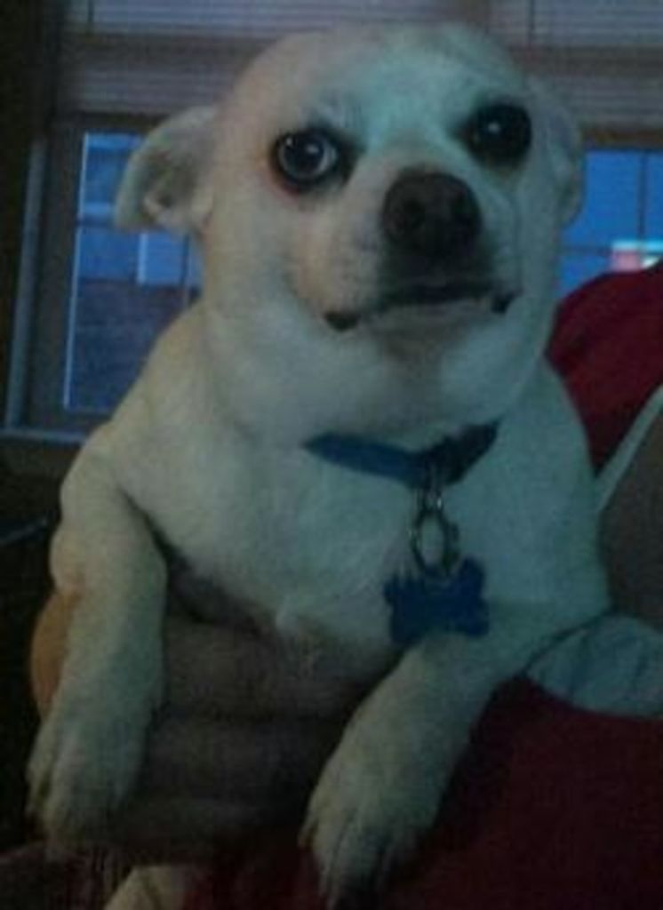 Peanut Steele Profile Photo