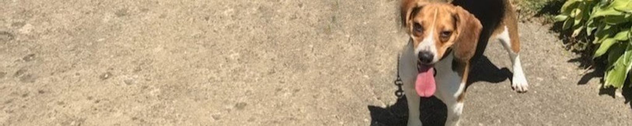 Cover for Gianna M. Lawson's Obituary