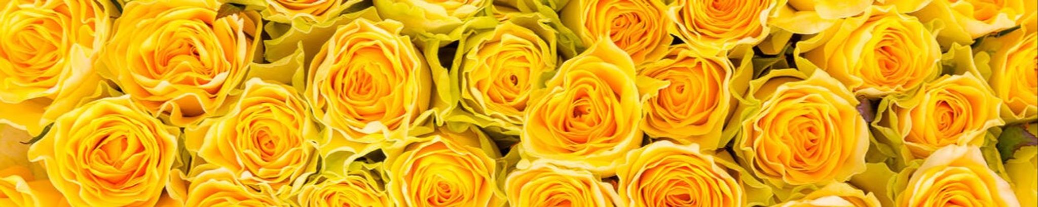 Cover photo for Merydyth "Kim" King's Obituary
